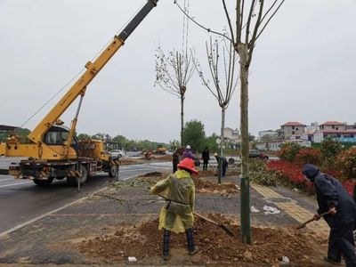 麻城城区这些道路开启绿化工程,这条路绿化投资4000万,长3.3公里